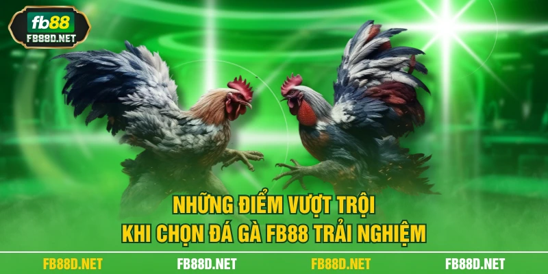 Những điểm vượt trội khi chọn đá gà FB88 trải nghiệm